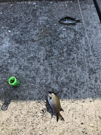 おせんしかいない