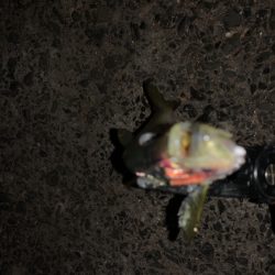 アジングで良型の…