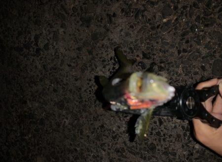 アジングで良型の…