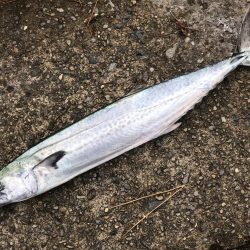 なかなかのヒキ!