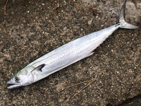 なかなかのヒキ!