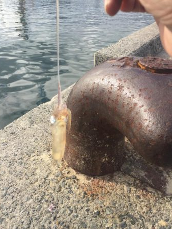 今期初ヒイカデイエギング