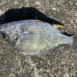 マイクロテンヤ