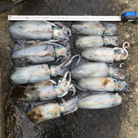 2020 佐渡ヶ島エギング 39回目