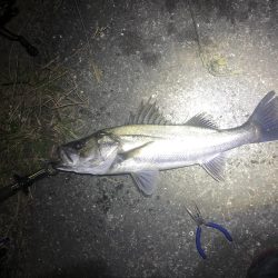 久しぶりのシーバス