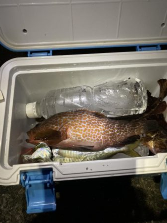 アジはダメでしたが