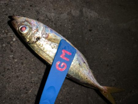 アジンガー多し