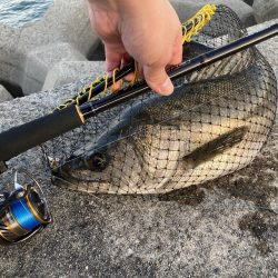 シーバスデビュー