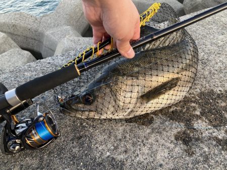 シーバスデビュー