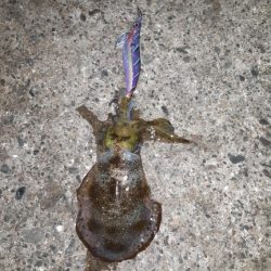 イカの気持ち６ 第１部