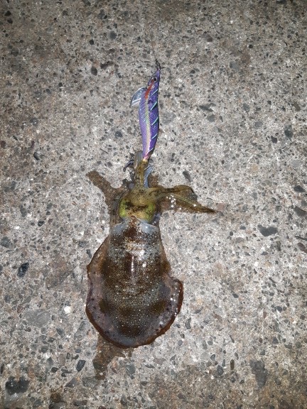 イカの気持ち６ 第１部