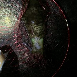 ラストエギング