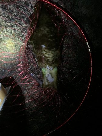 ラストエギング