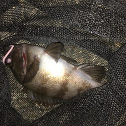 青物ボウズ、太刀魚ボウズ、アジ!メバル!ガシラ!、