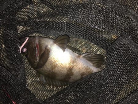 青物ボウズ、太刀魚ボウズ、アジ!メバル!ガシラ!、