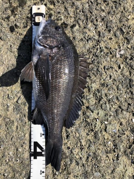 イチノ兄弟、釣果！