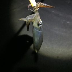 今期初ヒイカ調査