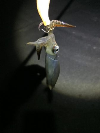 今期初ヒイカ調査