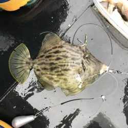 ボートロックフィッシュ