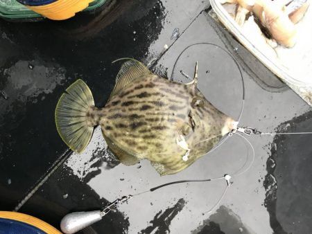 ボートロックフィッシュ