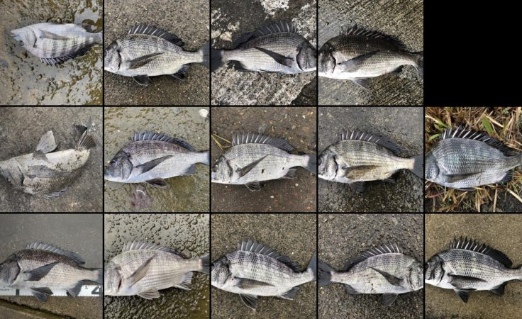 イチノ兄弟釣果!(弟)