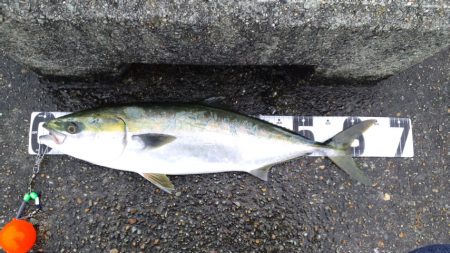 攻技競技玉ノ柄　死亡