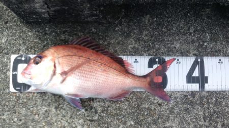 剛剣玉ノ柄　入魂