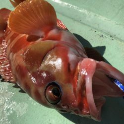 11／8オフショア釣果