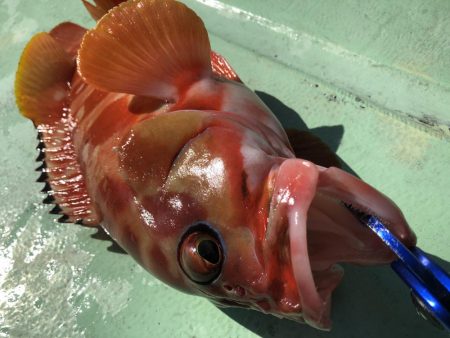 11／8オフショア釣果