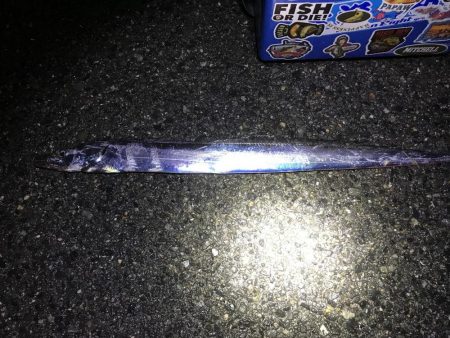 シーサイドコスモで念願のタチウオ