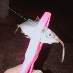 アジ居てますか！？