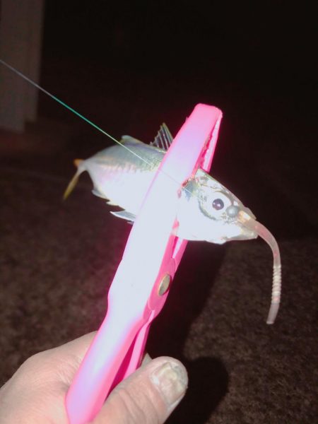 アジ居てますか！？