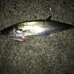 タチウオ&サゴシ&おまけのサバ