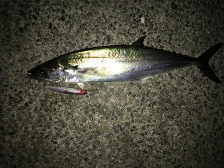 タチウオ&サゴシ&おまけのサバ