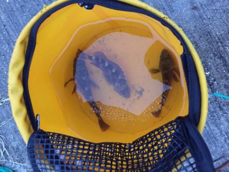 ファミリーフィッシング4