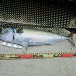 【リタックル】にて神戸沖タチウオジギング