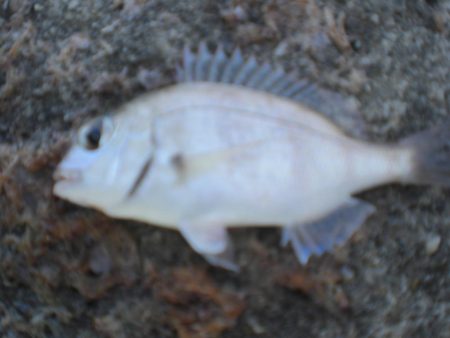 また林崎漁港へ