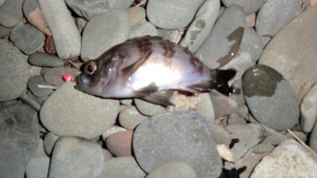 2020初メバリング