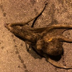 サヨリパターンのシーバス