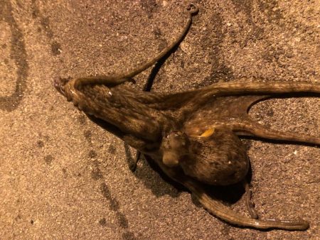 サヨリパターンのシーバス