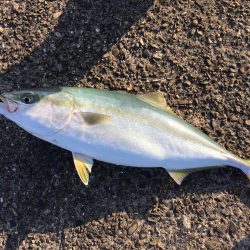 アジングからのショアジギ