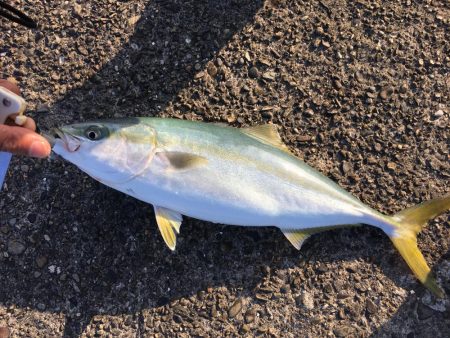 アジングからのショアジギ