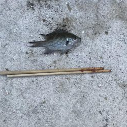 サビキも厳しくなってきました