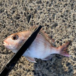 連休のアジング