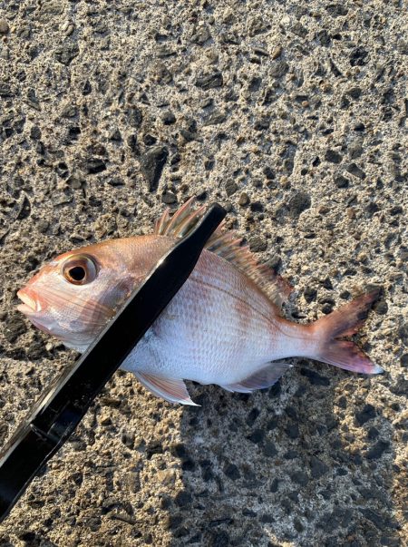 連休のアジング