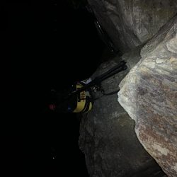 メジロは居らんのか?