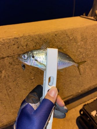 倉橋でアジング