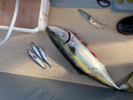 丹後沖ジギング