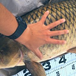 ついに来た！猪名のメーター鯉