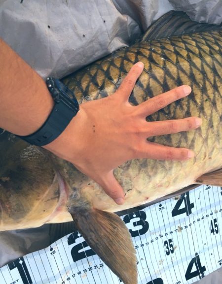 ついに来た！猪名のメーター鯉